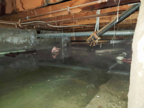 Best Carpet water damage restoration  in Cut Bank, MT
