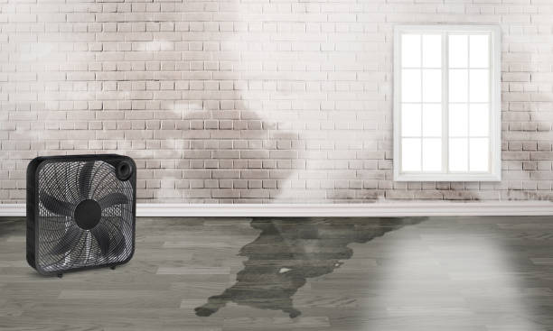 Best Mold removal after water damage  in Cut Bank, MT